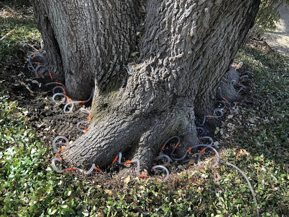 Detailed Tree Cabling and Bracing job site in Moriah